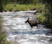 MontanaMoose2013 002